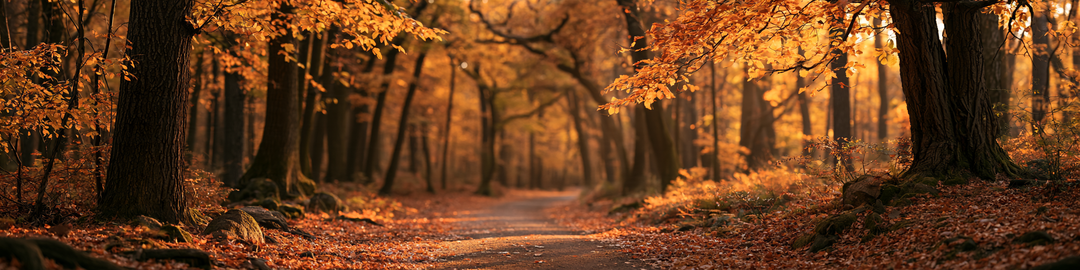 Into the Woods